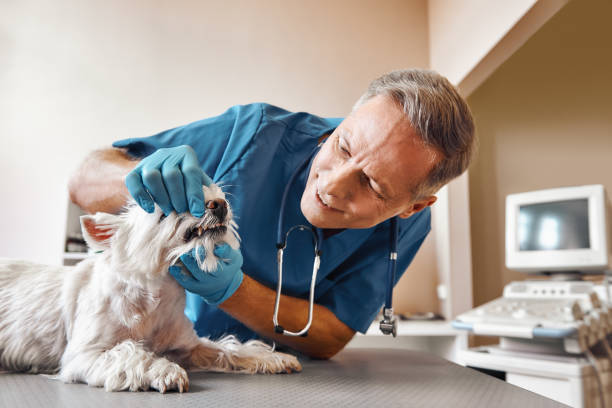 Best Same-Day Emergency Dental Services in Pierre Part, LA